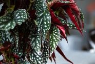Begonia Maculata kolekcija Spotlight Green