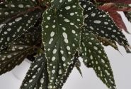 Begonia Maculata kolekcija Spotlight Green