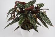 Begonia Maculata kolekcija Spotlight Green