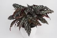 Begonia Maculata kolekcija Spotlight Dark