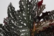 Begonia Maculata kolekcija Spotlight Dark