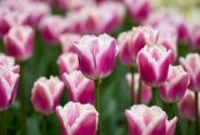 Tulipa, bārkstaina Siesta 11/12