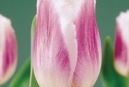 Tulipa, bārkstaina Siesta 11/12