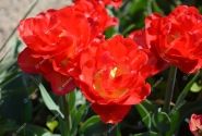 Tulipa, agra, pild. z. Pamplona 11/12