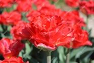 Tulipa, agra, pild. z. Pamplona 11/12