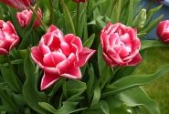 Tulipa, agra, pild. z. Columbus