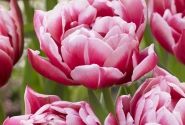 Tulipa, agra, pild. z. Columbus