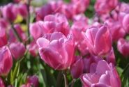 Tulipa, triumfa Happy Family 11/12