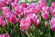 Tulipa, triumfa Happy Family 11/12