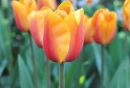 Tulipa, Darvina hibrīds Cash 11/12