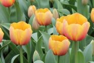 Tulipa, Darvina hibrīds Cash 11/12