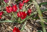Tulipa spec. Fenna