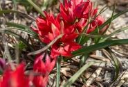 Tulipa spec. Fenna