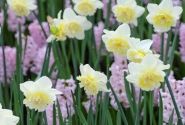 Narcissus, pildītiem z. Ice King 12/14