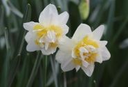 Narcissus, pildītiem z. White Lion 12/14