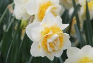 Narcissus, pildītiem z. White Lion 12/14