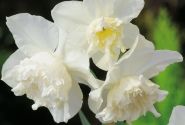 Narcissus, pildītiem z. White Marvel 12/14