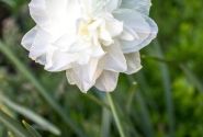 Narcissus, pildītiem z. White Marvel 12/14