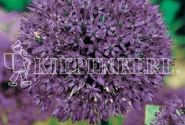 Allium Gladiator 18/+