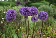 Allium Gladiator 18/+