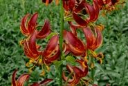 Lilium MA Arabian Knight