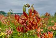Lilium MA Arabian Knight