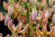 Lilium MA Fairy Morning