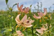Lilium MA Fairy Morning
