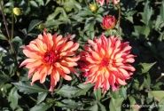 Dahlia hortensis Gallery Art Deco