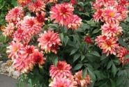 Dahlia hortensis Gallery Art Deco