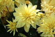 Dahlia hortensis Gallery Cezanne