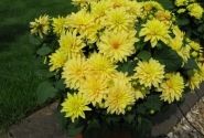 Dahlia hortensis Gallery Cezanne