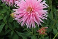 Dahlia hortensis Park Princess