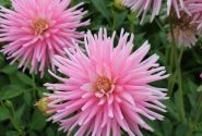 Dahlia hortensis Park Princess