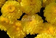 Chrysanthemum, daudzziedu Heidi Yellow