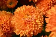 Chrysanthemum, daudzziedu Lilian Hoek Bronze