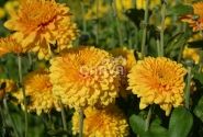Chrysanthemum, daudzziedu Littleton Bronze