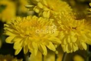 Chrysanthemum, daudzziedu Littleton Yellow