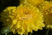 Chrysanthemum, daudzziedu Littleton Yellow