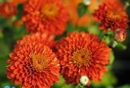 Chrysanthemum, daudzziedu Wendy Red