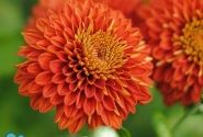 Chrysanthemum, daudzziedu Wendy Red