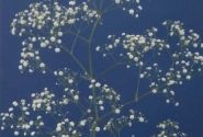 Gypsophila paniculata Cassiopeia