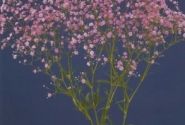 Gypsophila paniculata My Pink