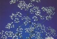 Gypsophila paniculata Million Stars