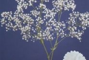 Gypsophila paniculata Xlence