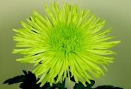 Chrysanthemum, lielziedu Tula Green