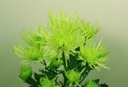 Chrysanthemum, lielziedu Tula Green