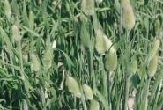 Lagurus ovatus