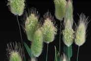 Lagurus ovatus