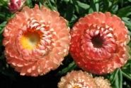 Helichrysum bracteatum Bronze Salmon
